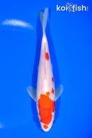 7.25" KOHAKU
