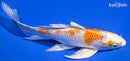 7.5" HARIWAKE BUTTERFLY