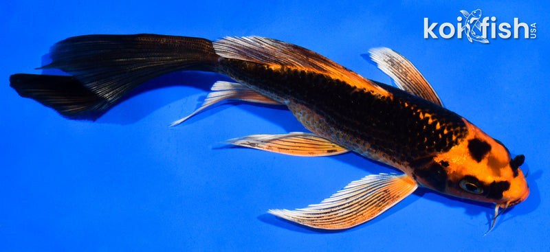 5.5" ORENJI MATSUBA BUTTERFLY