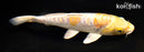 8" ARAGOKE LEMON HARIWAKE