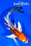 7.25" KUJAKU BUTTERFLY