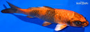 7.5" KIN HI UTSURI
