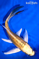 7.75" KIN KIKOKURYU BUTTERFLY