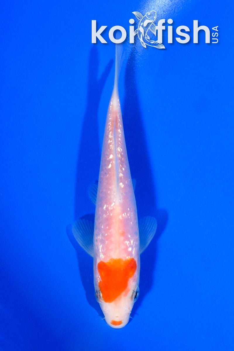 5.25" GINRIN KOHAKU