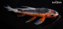 9.5" HI ASAGI BUTTEFLY