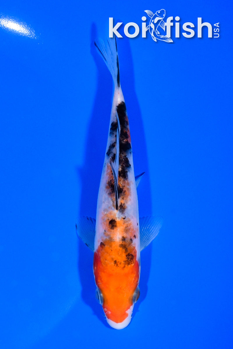 5.25" SANKE