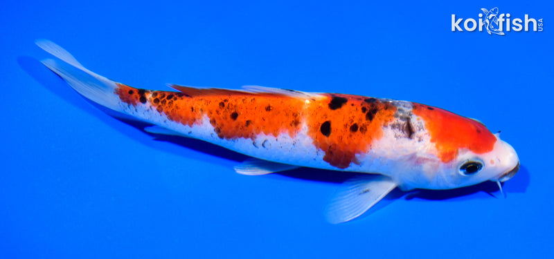 7.25" BENI MATSUKAWABAKE