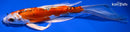8.25" HEISEI NISHIKI BUTTERFLY