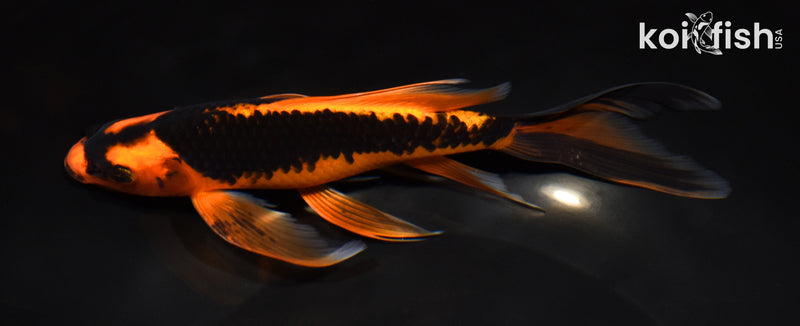 8" ORENJI MATSUBA BUTTERFLY