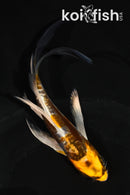 5" GINRIN BENI KIKOKURYU BUTERFLY