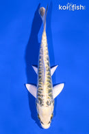 5.75" KIN KIKOKURYU