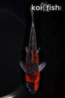 5.75" GOSHIKI