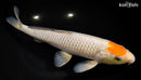 12.75" TANCHO OCHIBA SHIGURE