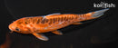 5.75" ARAGOKE HI SHUSUI
