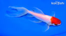 6" TANCHO WATONAI GOLDFISH