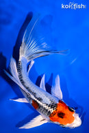 6.75" KUJAKU BUTTERFLY