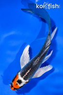 5.5" BENI GINGA BUTTERFLY