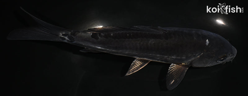 7.5" KIKOKURYU