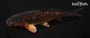 6.5" GINRIN METALLIC CHAGOI