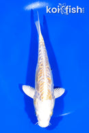 6.5" ARAGOKE LEMON HARIWAKE