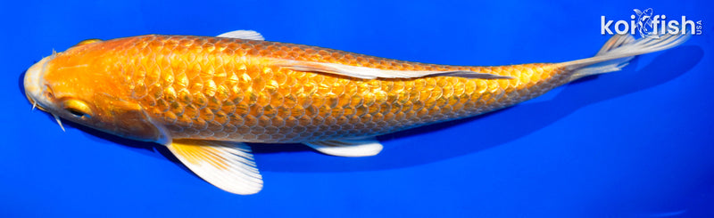 7.5" GINRIN YAMABUKI OGON