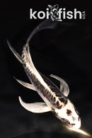 5.25" KIKOKURYU BUTTERFLY