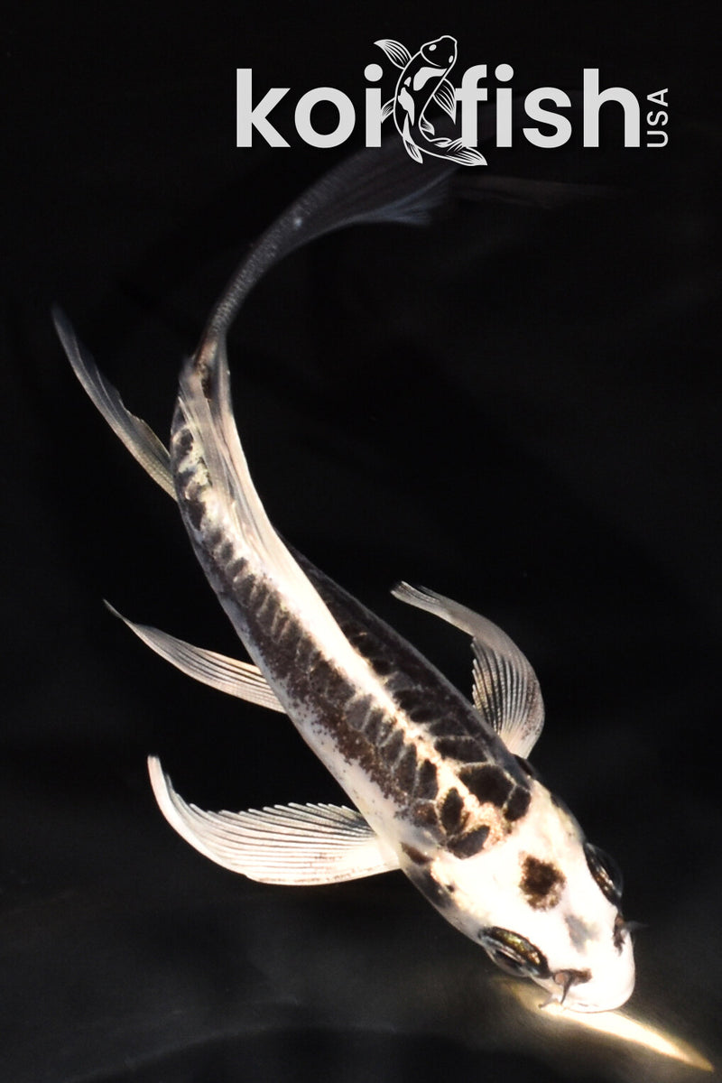 5.25" KIKOKURYU BUTTERFLY