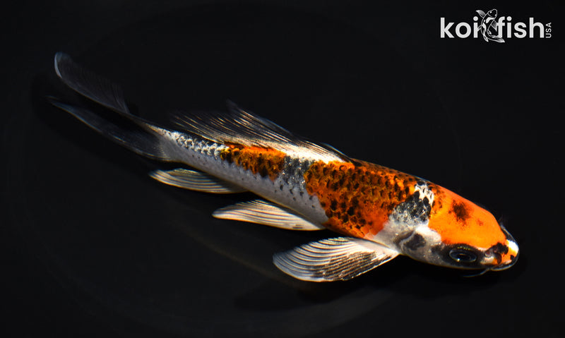 6.75" BENI GINGA BUTTERFLY