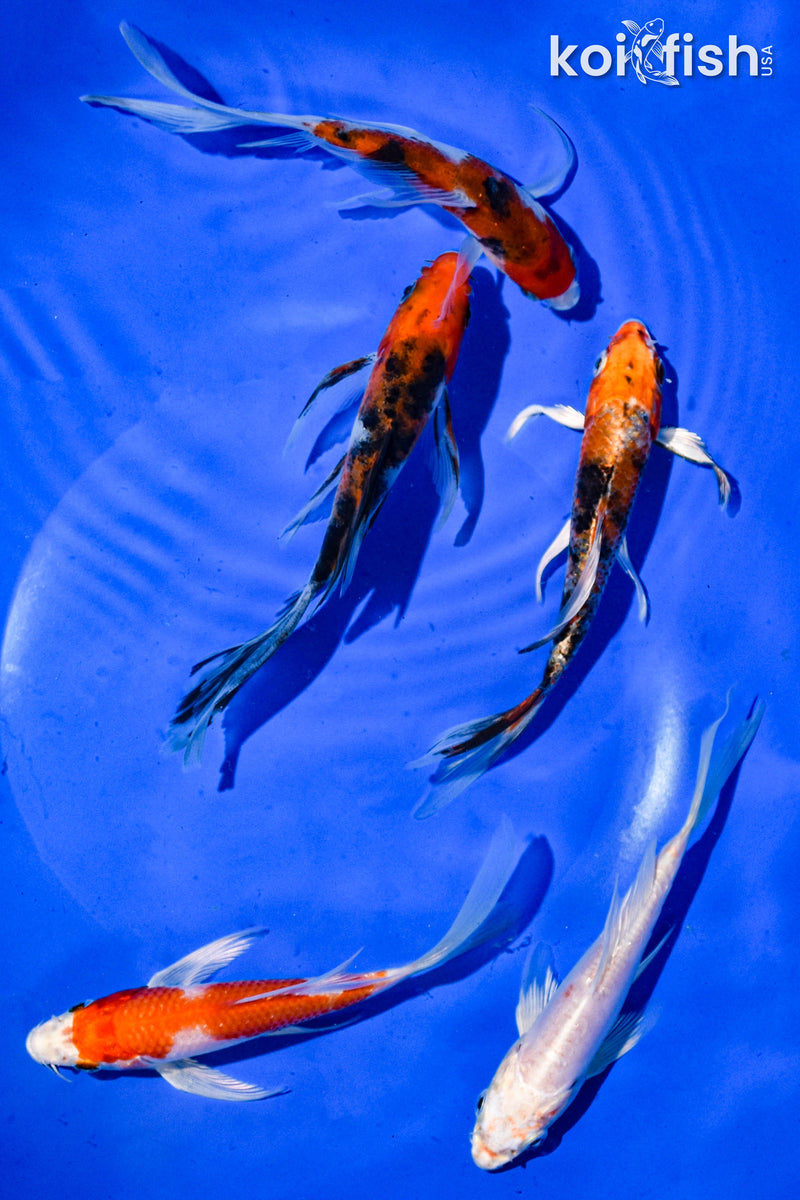 PACK OF (5) 5" BUTTERFLY KOI