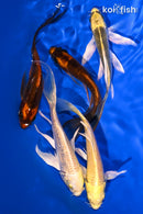 PACK OF (5) 5.25-5.75" BUTTERFLY KOI