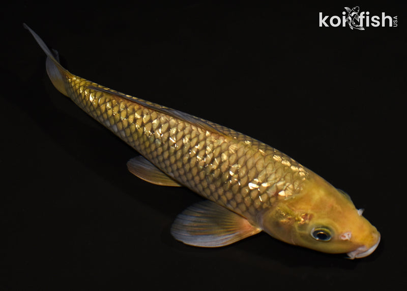 11.5" GINRIN CHAGOI