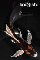 7.5" BENI GINGA BUTTERFLY