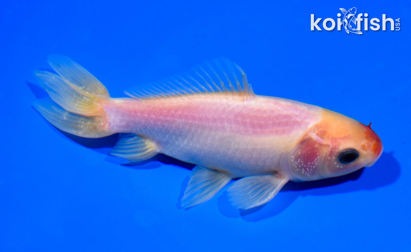 5" WAKIN GOLDFISH