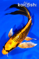 8.25" ORENJI MATSUBA BUTTERFLY