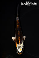 5.75" BENI GINGA