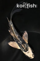 4.5" GINRIN BENI KIKOKURYU BUTTERFLY