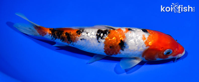7" GINRIN SANKE