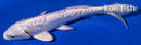 8.5" DOITSU PLATINUM OGON
