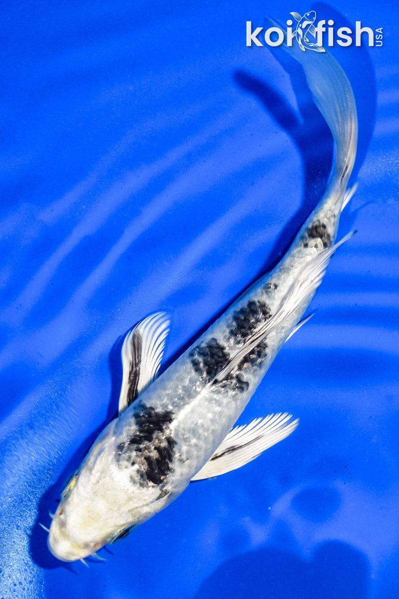5.5" GIN SHIRO BEKKO