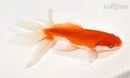 6.25" WATONAI GOLDFISH