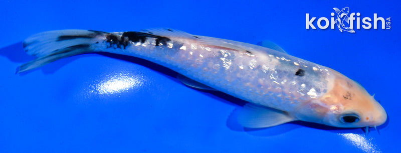 5.5" GINRIN SHIRO BEKKO