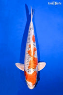 13.75" KUJAKU