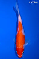 6.25" KOHAKU