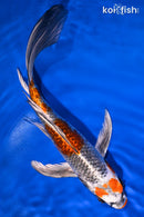 8.75" KUCHIBENI BENI GINGA BUTTERFLY
