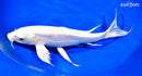 10" DOITSU PLATINUM OGON BUTTERFLY