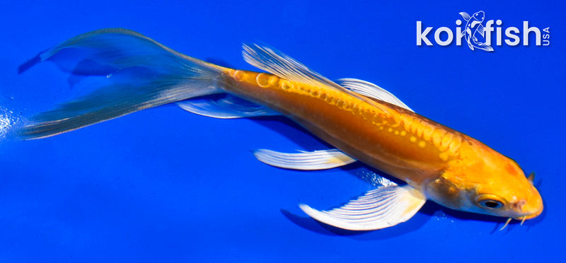 5" DOITSU YAMABUKI OGON BUTTERFLY