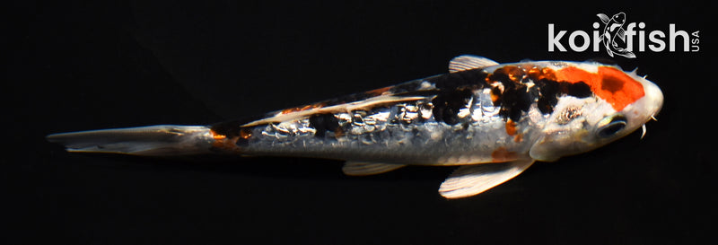 5.5" GINRIN YAMATO NISHIKI