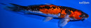 9.25" BENI KUMONRYU