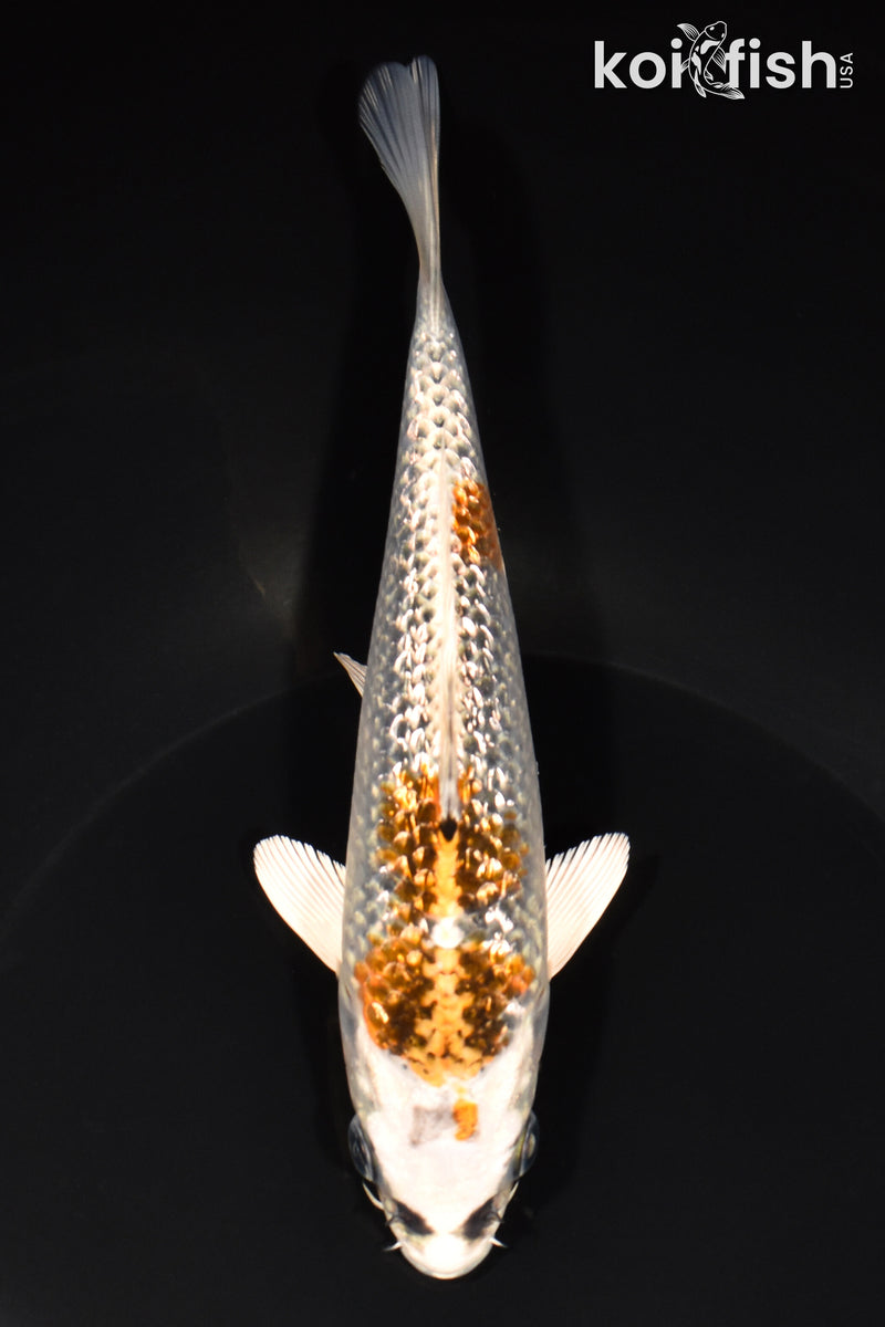 6.75" GINRIN KUJAKU