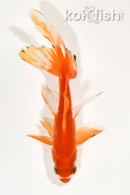 5.25" WATONAI GOLDFISH